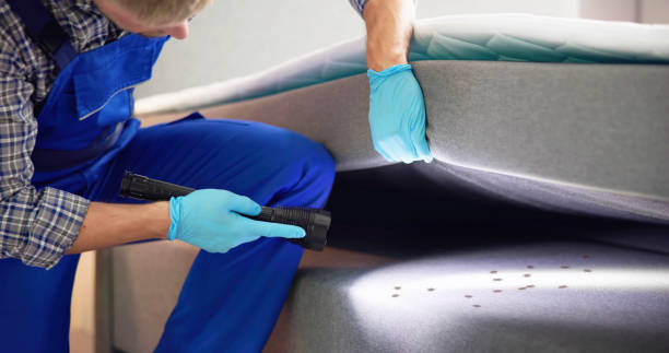 Best Ant Control Services  in Collinsville, TX