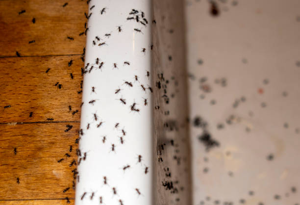 Best Bed Bug Extermination  in Collinsville, TX