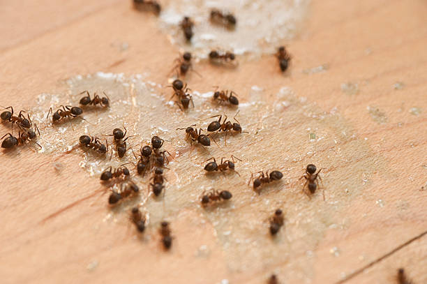 Wasp Removal Services in Collinsville, TX